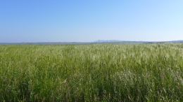 Λιμνοθάλασσα Αλυκή - Lagoon Aliki - Lagune Aliki